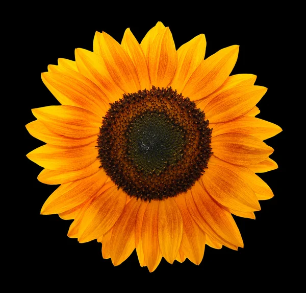Beautiful yellow Sunflower petals closeu — Stock Photo, Image