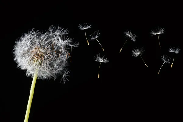 Dandelion blowing — Stock Photo, Image