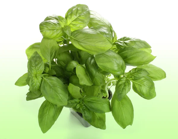 stock image Basil growing in a Pot