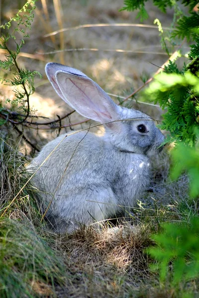 Easter Rabbit — Stock Photo, Image
