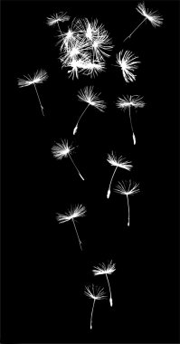 Dandelion in the wind clipart