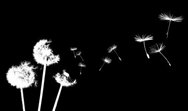 Dandelion in the wind clipart