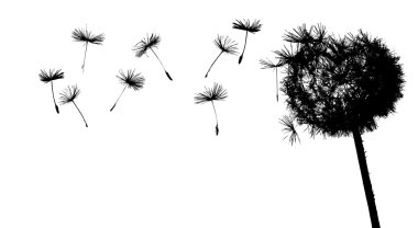 Dandelion in the wind clipart