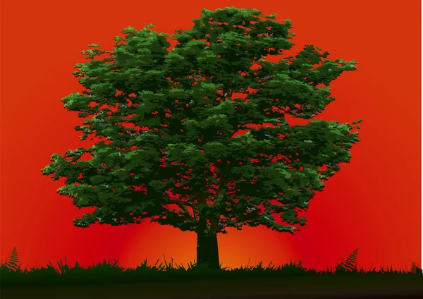 Baum und roter Sonnenuntergang — Stockvektor