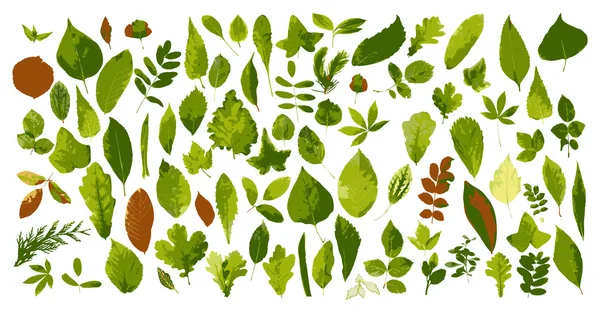 The big collection of leaves — Stock Vector