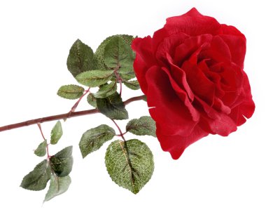 Single Red Rose clipart