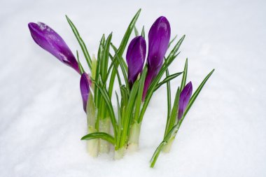 Spring flower in the snow clipart