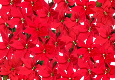 Background of red poinsettia plants clipart