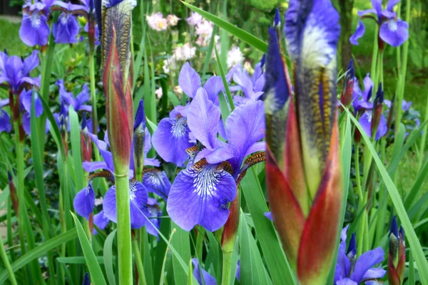 Nahaufnahme der blühenden Iris — Stockfoto