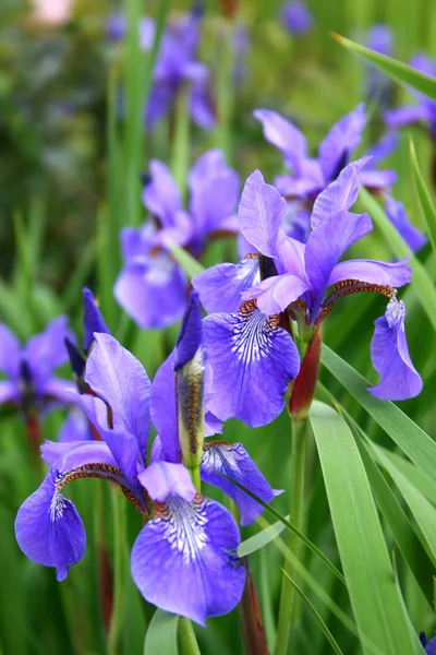 Κοντινό πλάνο της άνθισης iris — Φωτογραφία Αρχείου
