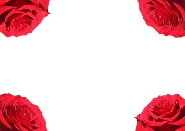 Isolated roses on white background — Stock Photo, Image