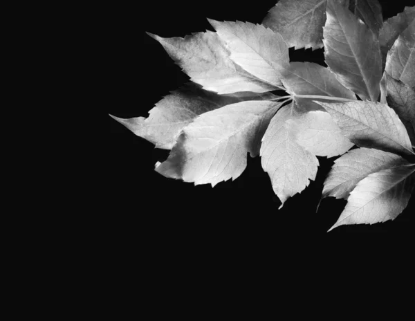 Yaprakları siluet — Stok fotoğraf