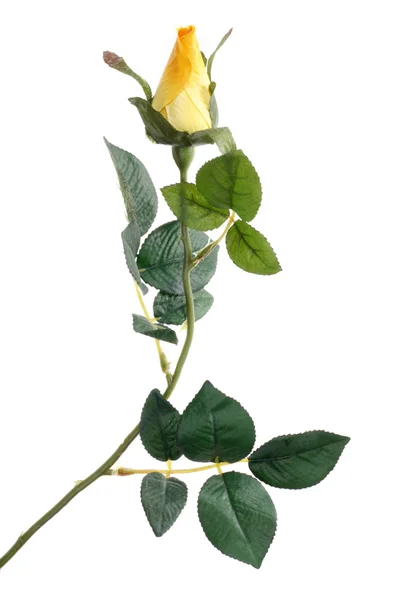 Rosa solteira — Fotografia de Stock