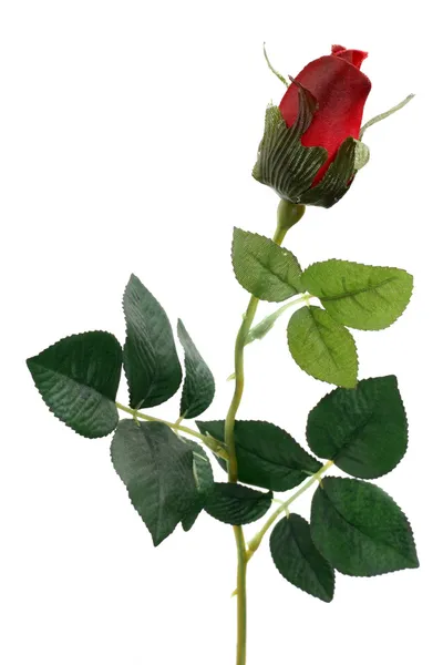 Однією Троянди червоні — стокове фото