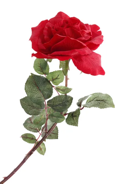 Single Red Rose — Stock Photo, Image