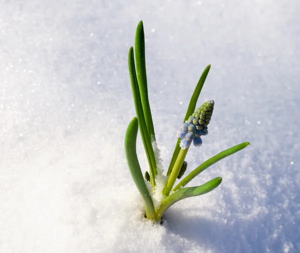 Ανοιξιάτικο λουλούδι στο χιόνι — Φωτογραφία Αρχείου