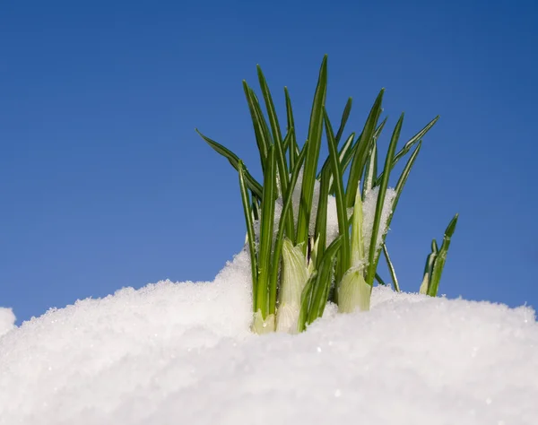 Jarní květina ve sněhu — Stock fotografie