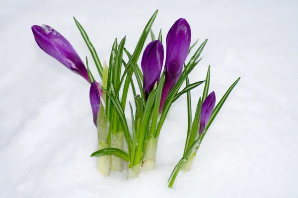 Flor de primavera na neve — Fotografia de Stock