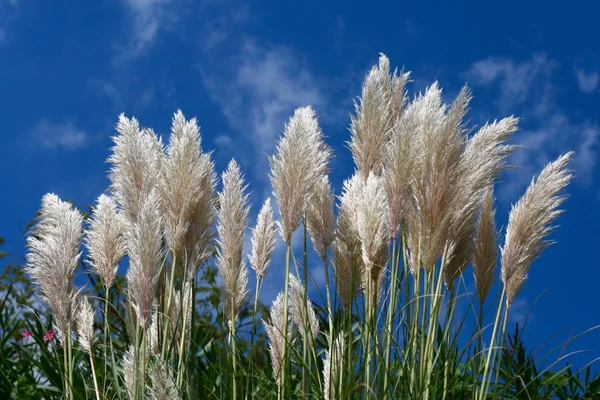 stock image Grass on a sky background