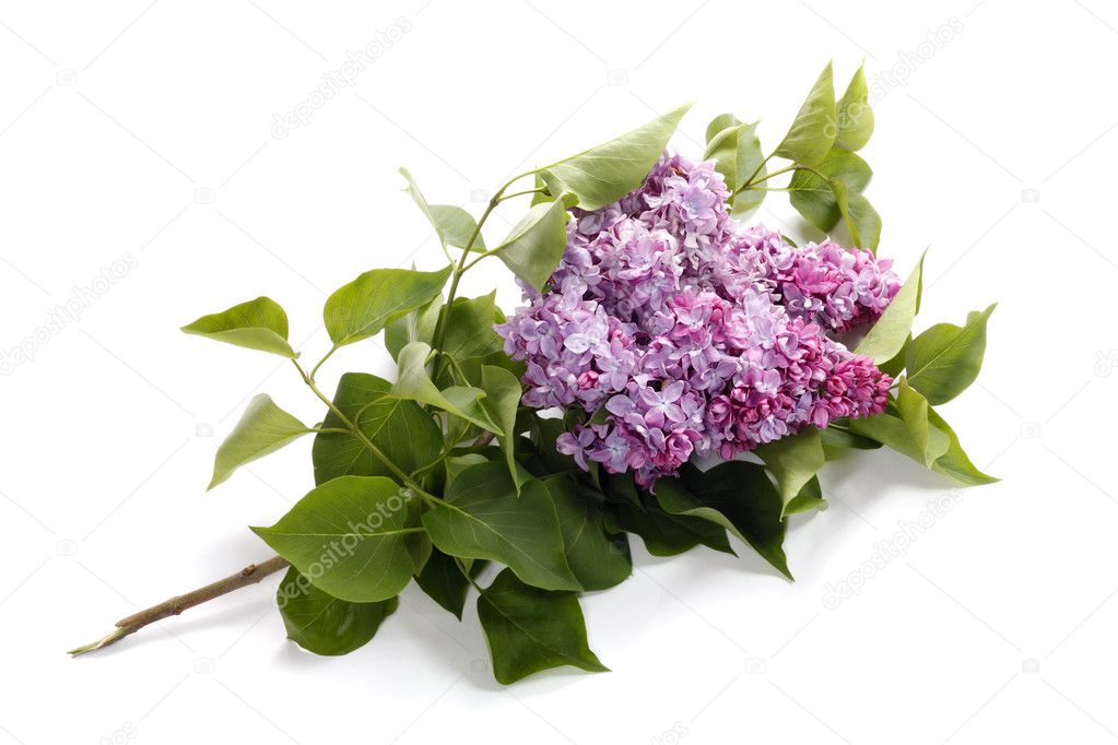 Lilac flower isolated on white backgroun