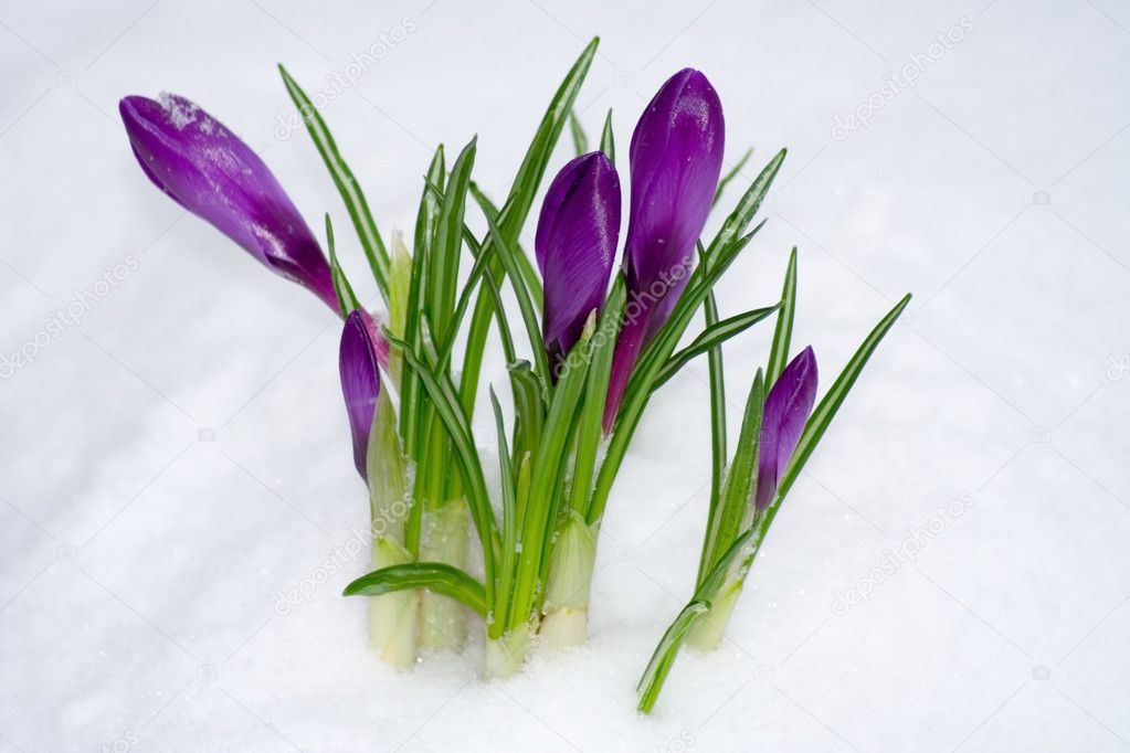 Spring flower in the snow