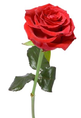 Single Red Rose clipart