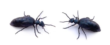 Two blue beetles clipart