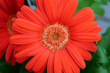 Turuncu gerbera