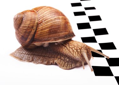 Snails racing clipart