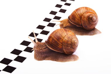 Snails racing clipart