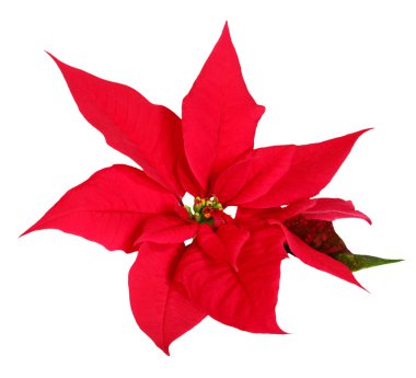 Poinsettia clipart