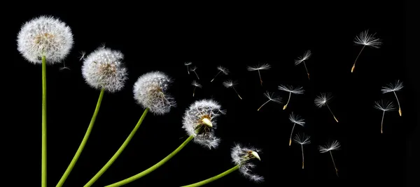 A Dandelion blowing — Stock Photo, Image