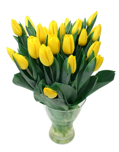 Желтые тюльпаны изолированы на белом — стоковое фото