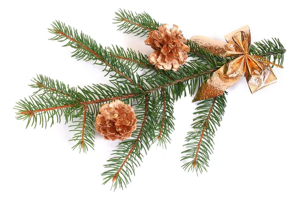 Geïsoleerde pine tak met kegels — Stockfoto
