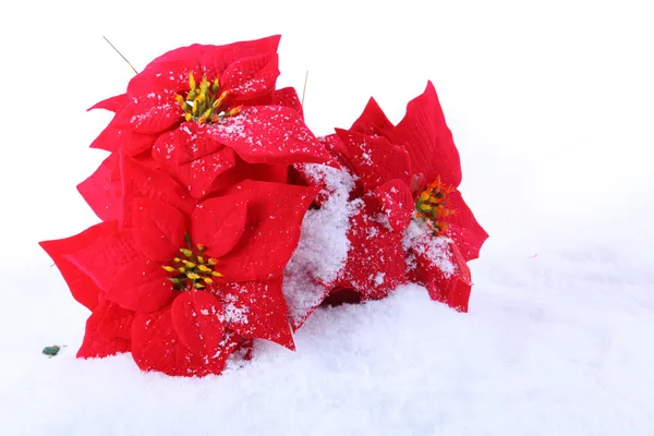 Christmas red poinsettias — Stock Photo, Image