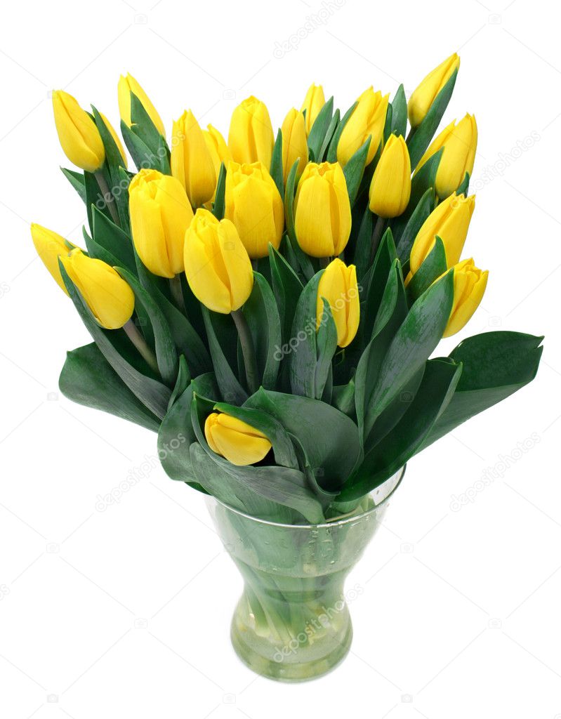Tulipanes amarillos fotos de stock, imágenes de Tulipanes amarillos sin  royalties | Depositphotos