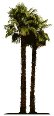 Detailed palm tree isolated on white bac clipart