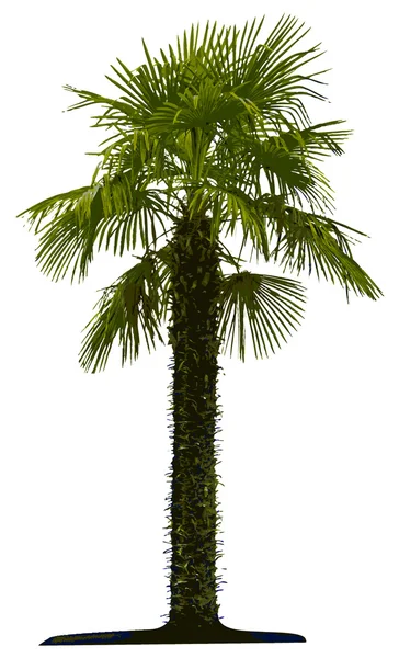 详细的棕榈树上白色 bac 隔离 — 图库矢量图片