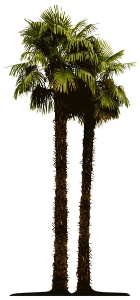 Gedetailleerde palmboom geïsoleerd op witte bac — Stockvector
