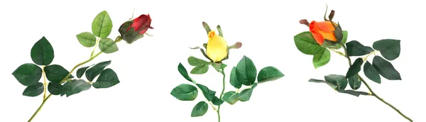 Krásné růže na bílém pozadí — Stock fotografie