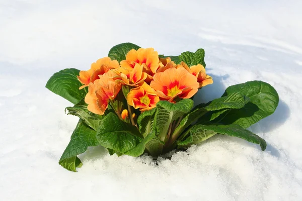 stock image Spring flowers