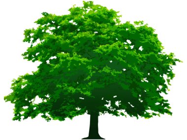 Vector tree clipart