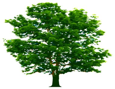 Vector tree clipart