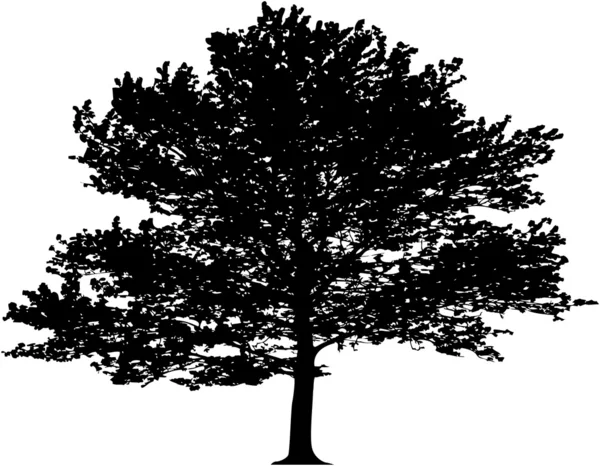 Vektör Ağacı — Stok Vektör