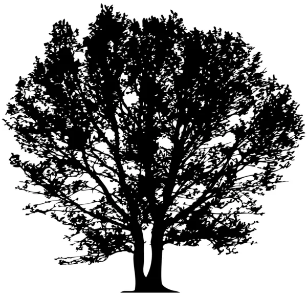 Вектор дерево — стоковий вектор