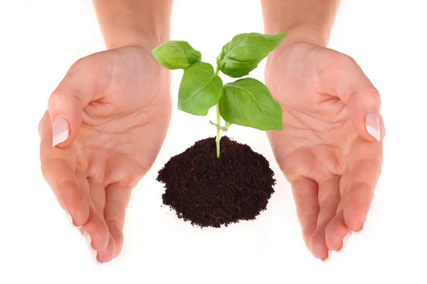 A person holding a small plant — Stock Photo, Image