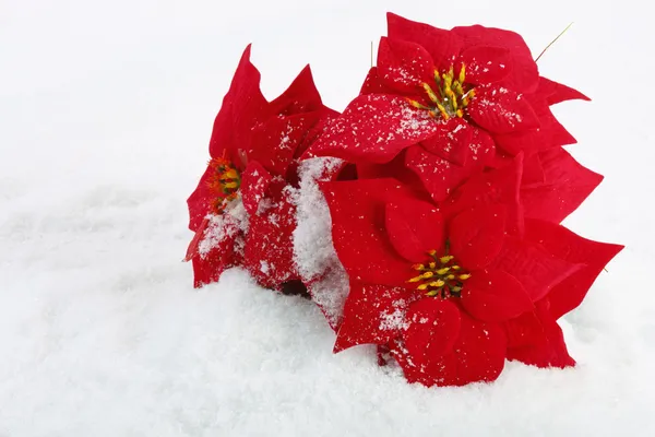 Natal poinsettias vermelhas — Fotografia de Stock