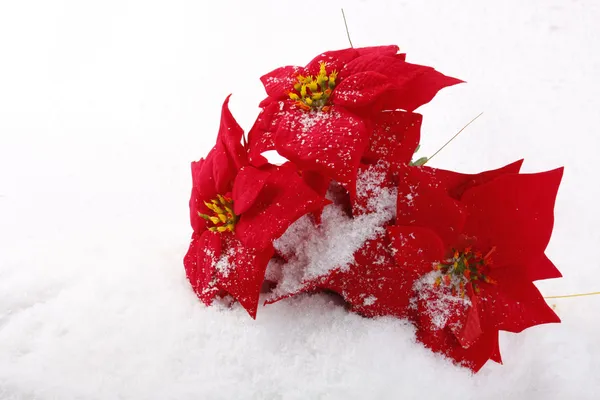 Christmas kırmızı poinsettias — Stok fotoğraf