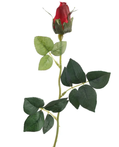 Single red Rose — Stock Photo, Image