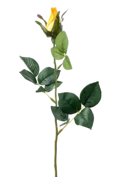 Rosa gialla singola — Foto Stock